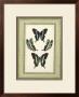 Papilio Collection Iv by Lebrun Limited Edition Pricing Art Print