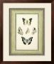 Papilio Collection I by Lebrun Limited Edition Print