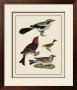 Bird Family Ii by A. Lawson Limited Edition Print