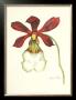 Majestic Orchid Ii by Jennifer Goldberger Limited Edition Pricing Art Print