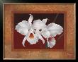 White Orchids by Vivien Rhyan Limited Edition Print