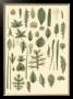 Abundant Foliage I by John Miller (Johann Sebastien Mueller) Limited Edition Print