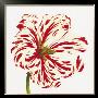 Red And White Flowers by Miriam Bedia Limited Edition Print