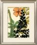 Fern Fantasy I by Jennifer Goldberger Limited Edition Pricing Art Print