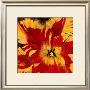 Rosso Fiore I by Citrine Limited Edition Print