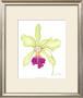 Orchid Beauty Iii by Jennifer Goldberger Limited Edition Pricing Art Print