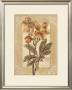 Helleborus by Vivien White Limited Edition Pricing Art Print