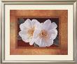 Morning Bloom by Vivien Rhyan Limited Edition Print