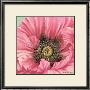Pink Poppy Bloom by Lynne Misiewicz Limited Edition Print