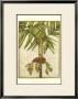 Graphic Palms Ii by Jennifer Goldberger Limited Edition Print