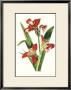 Royal Botanical Study Ii by John Roberts Limited Edition Pricing Art Print