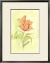 Tulipa Ii by Jennifer Goldberger Limited Edition Pricing Art Print
