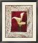 Calla Lilies by John Seba Limited Edition Print
