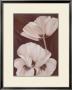 Chocolate Poppies by Kaye Lake Limited Edition Print