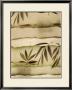 Vizcaya Ferns I by Muriel Verger Limited Edition Pricing Art Print