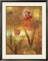Tulip Garden Ii by John Seba Limited Edition Print