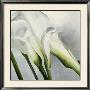Calla Lilly Ii by Maik Siolek Limited Edition Pricing Art Print