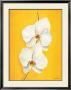 Orchid In The Sun by Caroline Wenig Limited Edition Pricing Art Print
