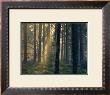 Forest Of Light by Henrik Lund Limited Edition Print