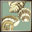 Shell Trio On Blue Ii by Megan Meagher Limited Edition Pricing Art Print