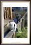 Cats Fencing by Robert Mcclintock Limited Edition Print