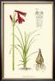 Spring Bounty Iii by Samuel Curtis Limited Edition Pricing Art Print