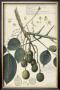 Descube Botanical Vi by A. Descube Limited Edition Print