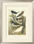 Pet Songbirds Iv by Cassel Limited Edition Print