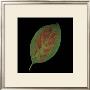 Hydrangea Leaf On Black by June Hunter Limited Edition Pricing Art Print