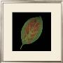 Hydrangea Leaf On Black by June Hunter Limited Edition Print