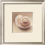 Shell Iv by Lanie Loreth Limited Edition Print