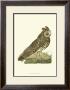 Owls Iii by Nozeman Limited Edition Print