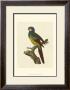 Crackled Antique Parrot Iv by George Shaw Limited Edition Print