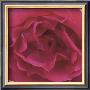 Red Rose by Prades Fabregat Limited Edition Print