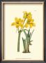 Yellow Narcissus I by Van Houtt Limited Edition Pricing Art Print