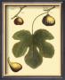 Fig Leaf I by Langley Limited Edition Print