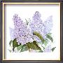 Lilac by Linda Lord Limited Edition Pricing Art Print