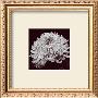 Chrysanthemum by Bill Philip Limited Edition Pricing Art Print