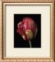 Tulipa Orange Flame by Derek Harris Limited Edition Print