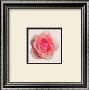 Pink Flowers I by Katja Marzahn Limited Edition Print