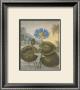 The Blue Egyptian Water-Lily by Dr. Robert J. Thornton Limited Edition Print