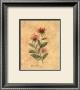 Flowering Herb, Bee Balm by Carolyn Shores-Wright Limited Edition Pricing Art Print