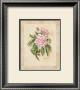 Peony by Nancy Wiseman Limited Edition Pricing Art Print