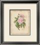 Peony by Nancy Wiseman Limited Edition Print