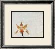 Tulip Iiii by Helen Buttfield Limited Edition Print