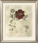 Peony Fresco I by Basilius Besler Limited Edition Print