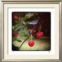 Jacquieâ€™S Cherries by Rebecca Tolk Limited Edition Print
