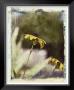 Blackeyed Susans Iv by Meghan Mcsweeney Limited Edition Print