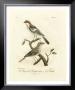 Antique French Birds Ii by Francois Langlois Limited Edition Print