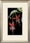 Graphic Fuchsia V by Jennifer Goldberger Limited Edition Print